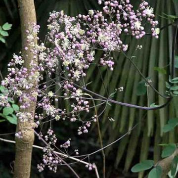 Thalictrum Elin - Pigamo