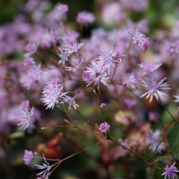Thalictrum ichangense Evening Star - Pigamo