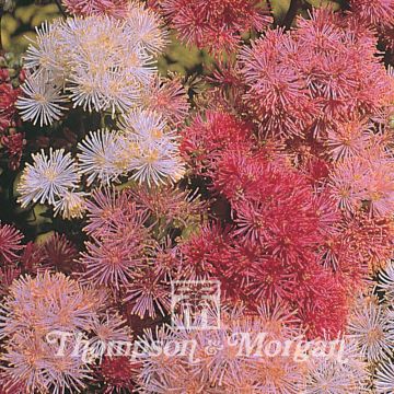 Thalictrum aquilegiifolium New Hybrids Mixed - Pigamo colombino