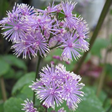 Thalictrum actaeifolium Perfume Star - Pigamo