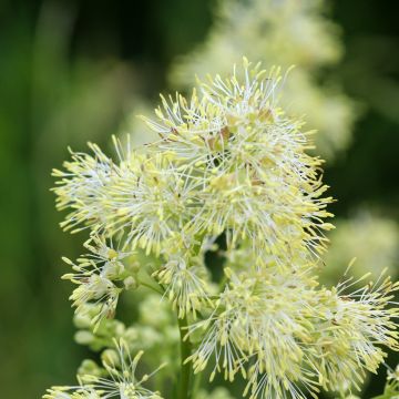 Thalictrum sphaerostachyum - Pigamo