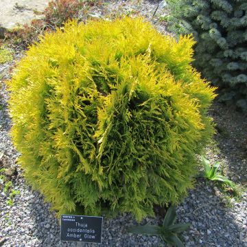 Thuja occidentalis Amber Glow - Tuia occidentale