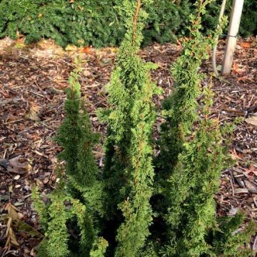 Thuja occidentalis Malonyana Holub - Tuia occidentale