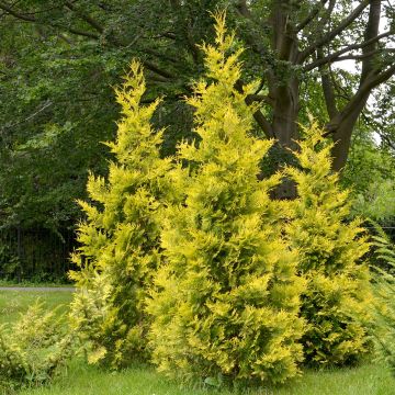 Thuja occidentalis Salland - Tuia occidentale
