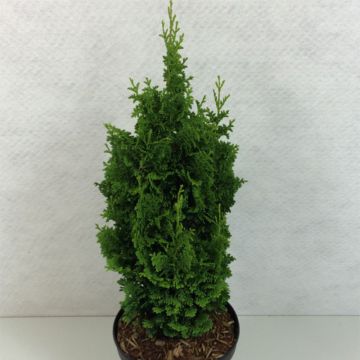 Thuja occidentalis Zmatlik - Tuia occidentale