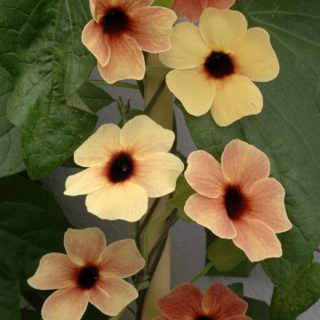 Susanna dagli occhi neri African Sunset - Thunbergia