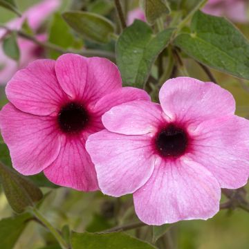 Susanna dagli occhi neri Sunny Suzy Rose Sensation - Thunbergia alata