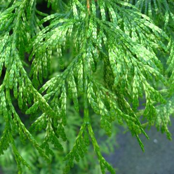 Thuja plicata Zebrina - Tuia plicata
