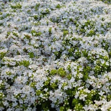 Thymus praecox Albiflorus - Timo precoce