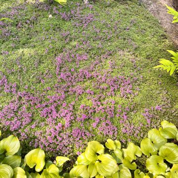 Thymus pseudolanuginosus - Timo