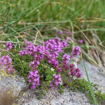 Thymus serpyllum - Timo serpillo