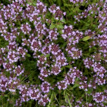 Thymus pulegioides Splendens