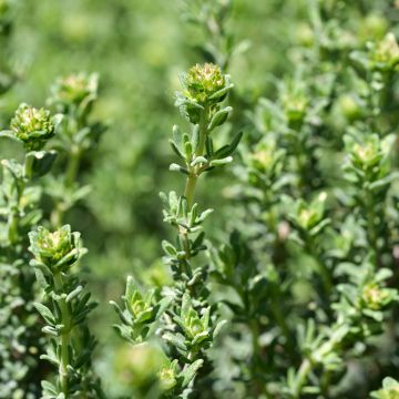 Thymus fragrantissimus rose - Timo