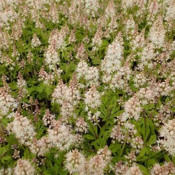 Tiarella Arpeggio