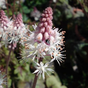 Tiarella Ninja