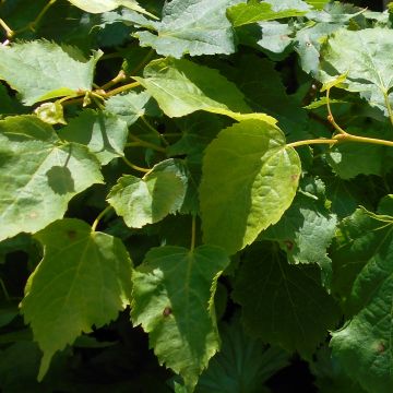 Tilia cordata Girard's Pendula Nana - Tiglio selvatico