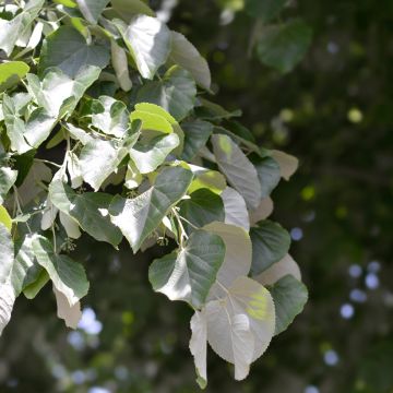 Tilia tomentosa - Tiglio argentato