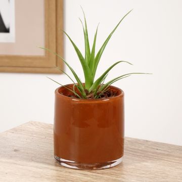 Tillandsia Naomi - Pianta dell'aria