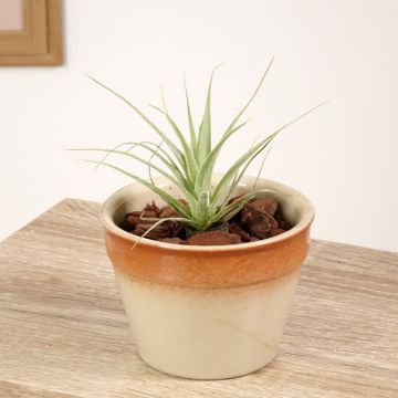 Tillandsia Samantha - Pianta dell'aria