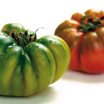 Pomodoro costoluto Costoluto Genovese NT - Ferme de Sainte Marthe