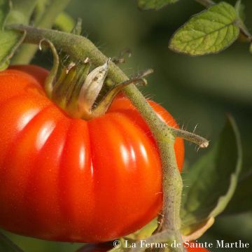 Pomodoro costoluto Marmande Bio - Ferme de Sainte Marthe