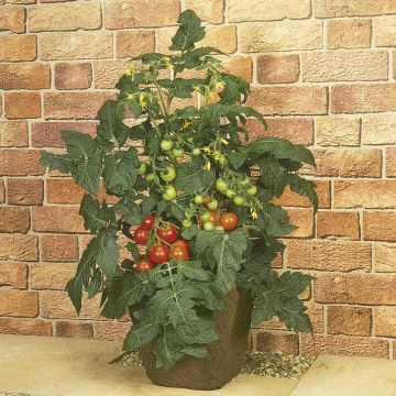 Pomodoro a grappolo Totem