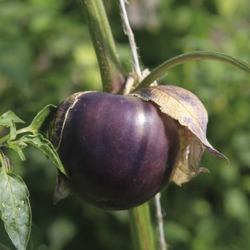 Physalis ixocarpa Purple Xtrem - Alchechengio vischioso