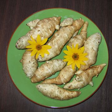 Topinambur Fuseau Culinaire