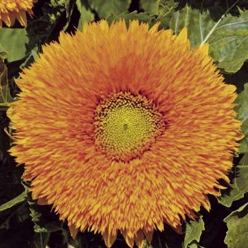 Girasole Sunflower Giant Yellow