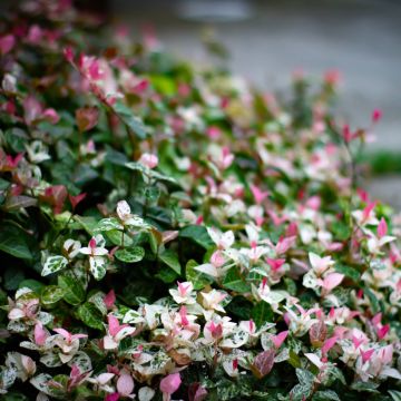 Trachelospermum asiaticum Tricolor -Falso gelsomino asiatico