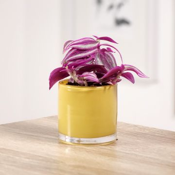 Tradescantia zebrina Pink Paradise - Pianta miseria