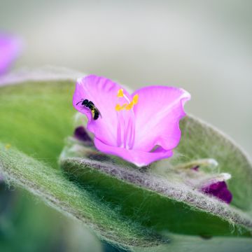 Tradescantia sillamontana - Pianta miseria