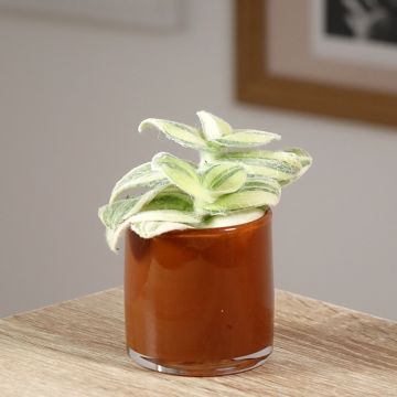 Tradescantia Brightness - Pianta miseria