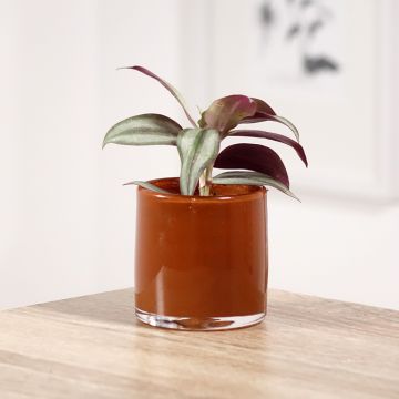 Tradescantia zebrina Pink Joy - Pianta miseria