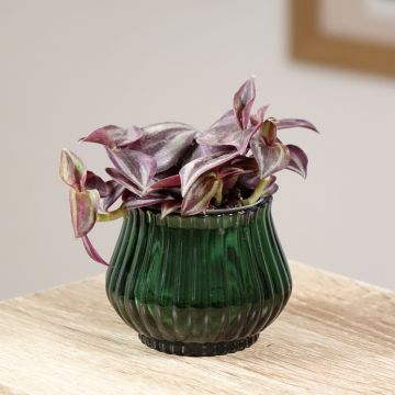 Tradescantia zebrina Purple Joy - Pianta miseria