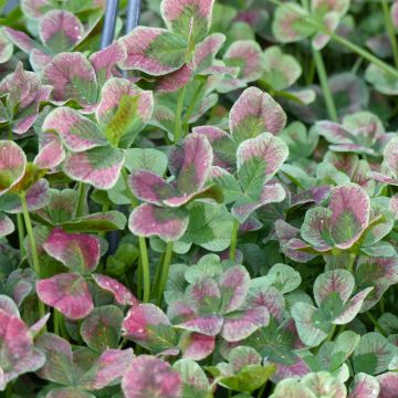 Trifolium Angel Clover Chocolate - Trifoglio