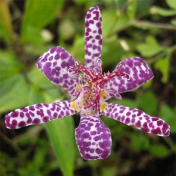 Tricyrtis hirta Imperial Banner