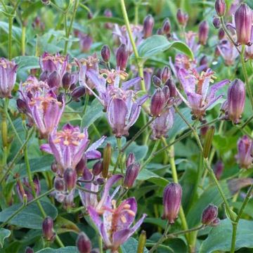 Tricyrtis hirta Taiwan Abdane