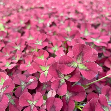 Trifolium repens Angel Clover Beauty - Trifoglio ladino