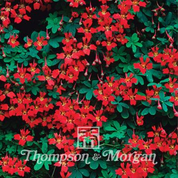 Tropaeolum speciosum - Nasturzio (semi)