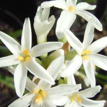 Tulbaghia violacea var. maritima Savannah Lightning