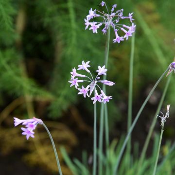 Tulbaghia Fairy Star