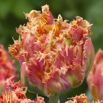 Tulipano sfrangiato Esprit