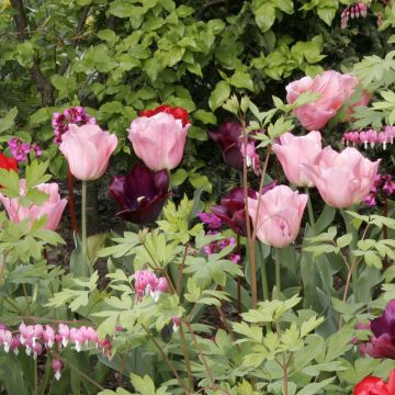 Tulipano Trionfo Beauty Queen