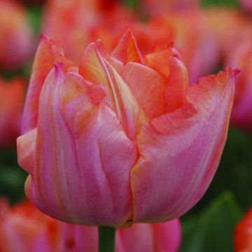 Tulipano Trionfo Jochem