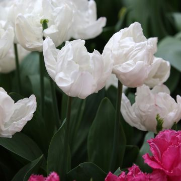 Tulipano Trionfo Rejoyce