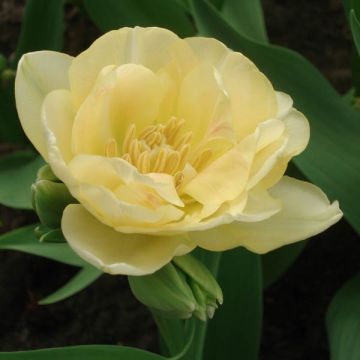 Tulipano Apricot Angelique