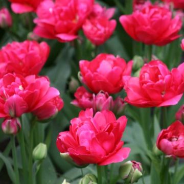 Tulipano Bearing Point