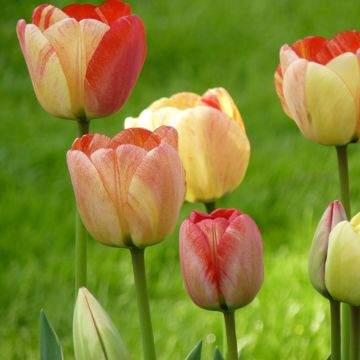 Tulipano Darwin Silverstream