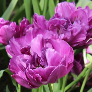 Tulipano Purple Pion